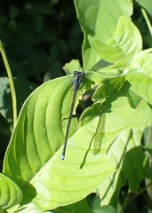 Argia indicatrix