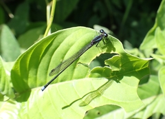 Argia indicatrix