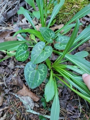 Hexastylis shuttleworthii