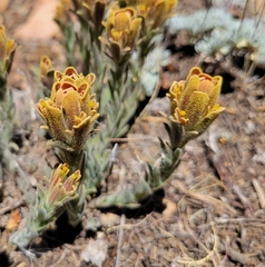 Castilleja cinerea