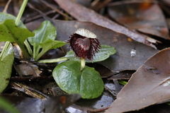 Corybas pruinosus