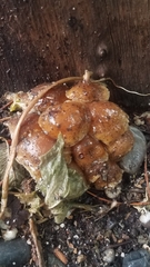 Flammulina velutipes