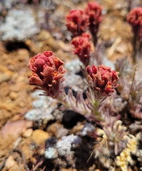 Castilleja cinerea