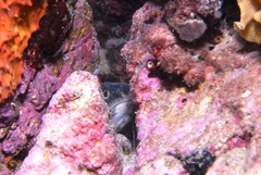 Genypterus tigerinus