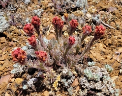 Castilleja cinerea