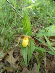 Cypripedium parviflorum