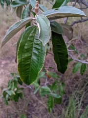 Miconia stenostachya