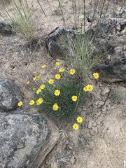 Erigeron linearis