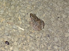 Leptodactylus melanonotus