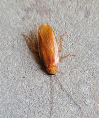 Parcoblatta virginica