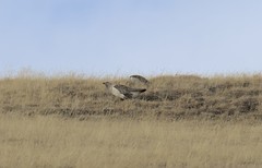 Tetraogallus altaicus