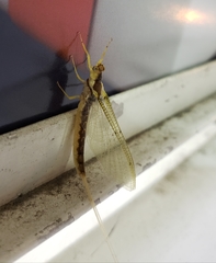 Pentagenia vittigera