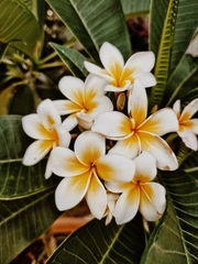 Plumeria rubra