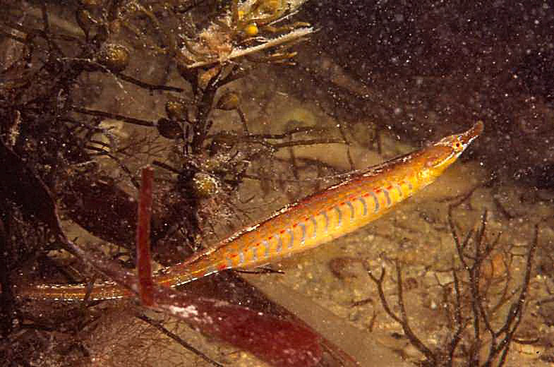Deep-Bodied Pipefish