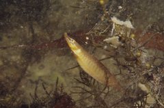 Deep-Bodied Pipefish photo 2