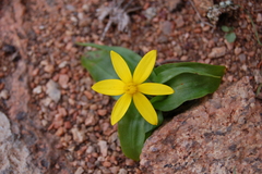 Pauridia gracilipes gracilipes