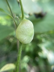 Phylloxera caryaecaulis