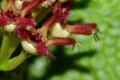 Pseudolithos migiurtinus