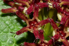 Pseudolithos migiurtinus