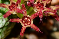 Pseudolithos migiurtinus