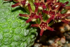 Pseudolithos migiurtinus