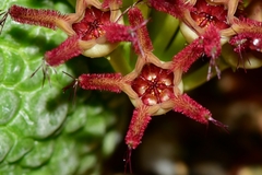 Pseudolithos migiurtinus