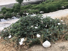 Datura wrightii