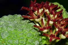 Pseudolithos migiurtinus