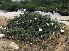 Datura wrightii