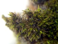 Bryostroma trichostomi