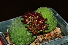 Pseudolithos migiurtinus