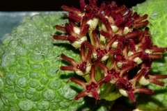 Pseudolithos migiurtinus