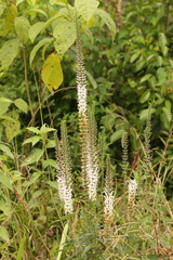 Coutoubea spicata
