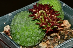 Pseudolithos migiurtinus