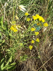 Achillea ageratum