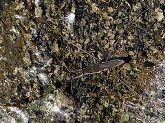 Aquarius conformis