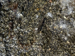 Aquarius conformis