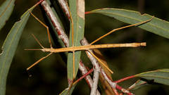 Pachymorpha squalida
