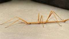 Pachymorpha squalida