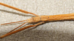 Pachymorpha squalida