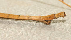 Pachymorpha squalida