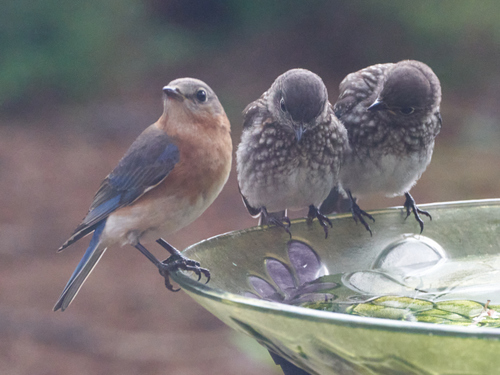 Eastern Bluebird photographed in North Carolina