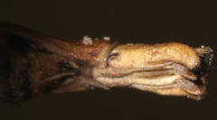 Pachymorpha squalida