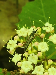 Analeptura