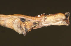 Pachymorpha squalida