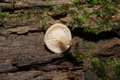 Lentinellus micheneri