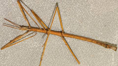 Pachymorpha squalida