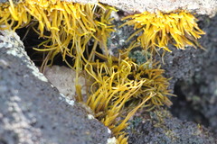 Ahnfeltiopsis concinna