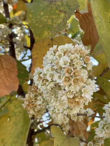 South African Wild Pear