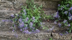 Nepeta